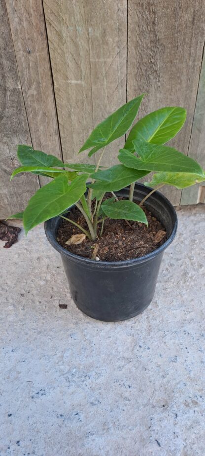 Elephant Ear (Small)