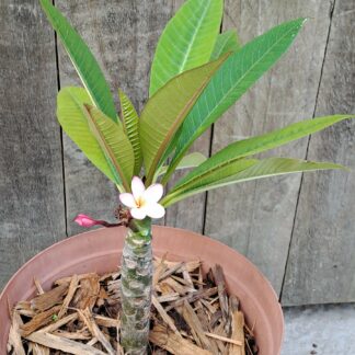 Frangipani Pink