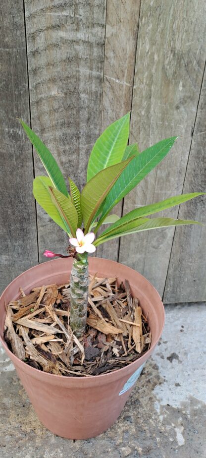 Frangipani Pink