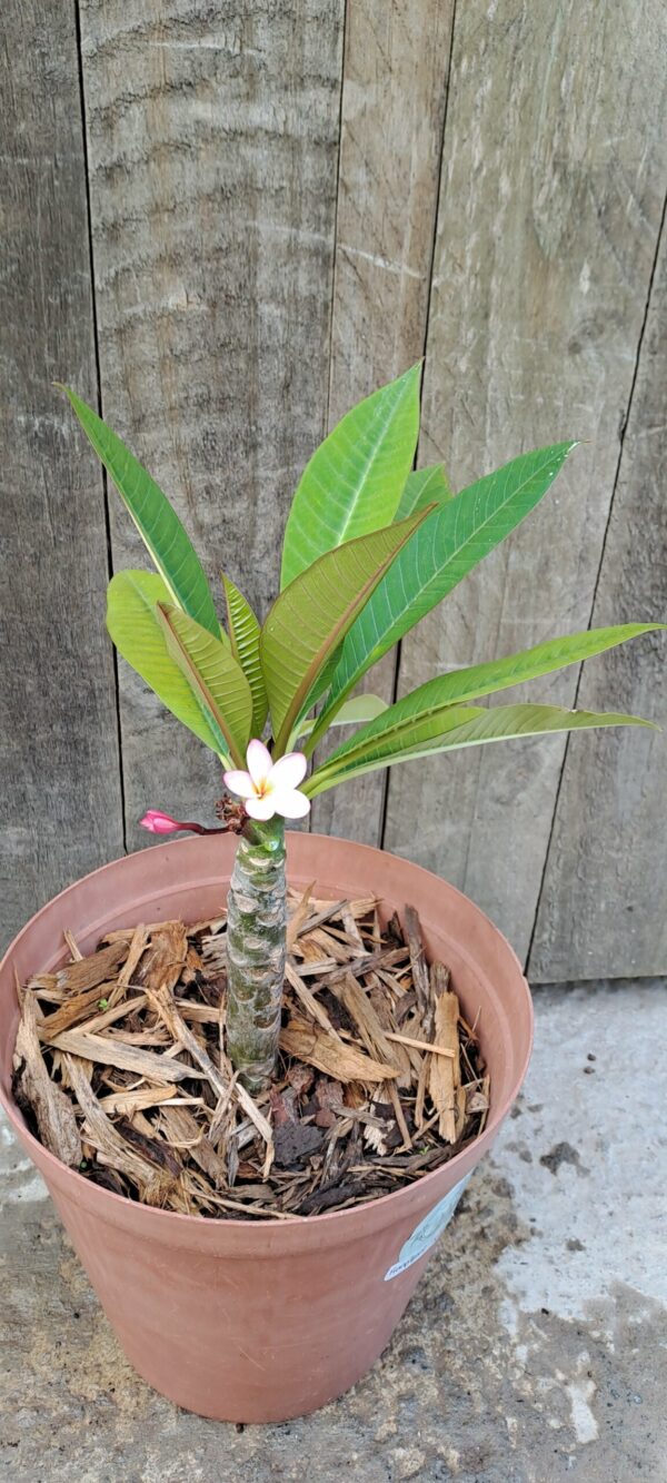 JPEG_20250311_120310_8813427715806602472-scaled.jpg Frangipani (unknown colour)