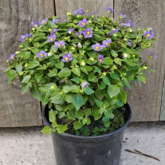 EXACUM AFFINE Persian Violet – Princess Deep Blue 15cm