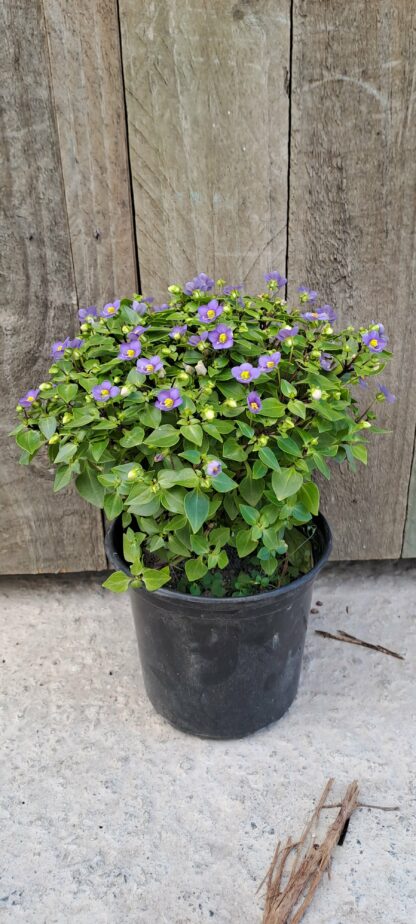 EXACUM AFFINE Persian Violet - Princess Deep Blue 15cm