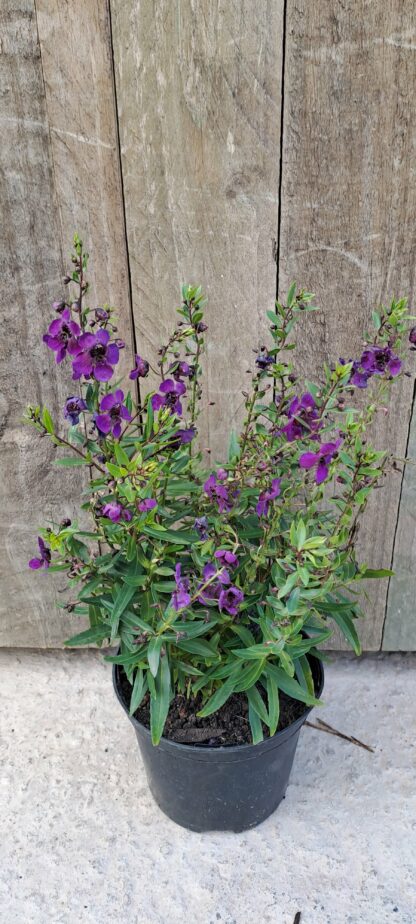 ANGELONIA ANGUSTIFOLIA Summer Snapdragon - Angelface Dark Purple 15cm