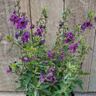 ANGELONIA ANGUSTIFOLIA Summer Snapdragon - Angelface Dark Purple 15cm