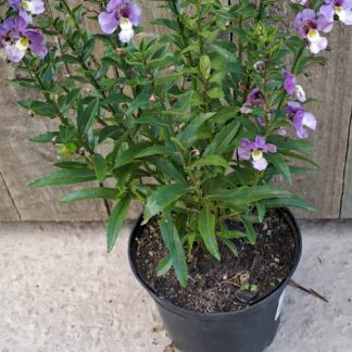 ANGELONIA ANGUSTIFOLIA Summer Snapdragon – Angelface Blue Bicolor 15cm