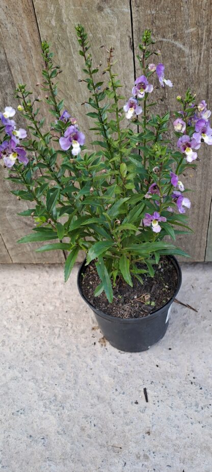 ANGELONIA ANGUSTIFOLIA Summer Snapdragon - Angelface Blue Bicolor 15cm