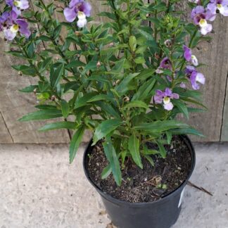 ANGELONIA ANGUSTIFOLIA Summer Snapdragon - Angelface Blue Bicolor 15cm