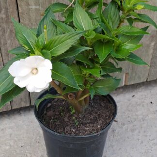 IMPATIENS INTERSPECIFIC Sunpatiens – Compact White 15cm