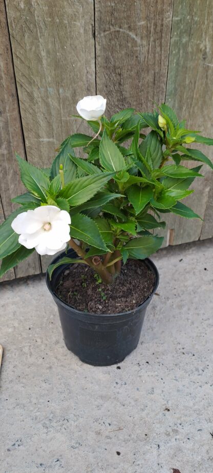 IMPATIENS INTERSPECIFIC Sunpatiens - Compact White 15cm