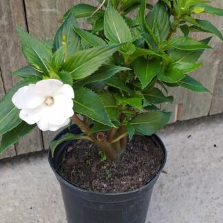 IMPATIENS INTERSPECIFIC Sunpatiens - Compact White 15cm
