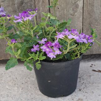 VERBENA PERUVIANA Vervain – Firehouse Lavender 15cm