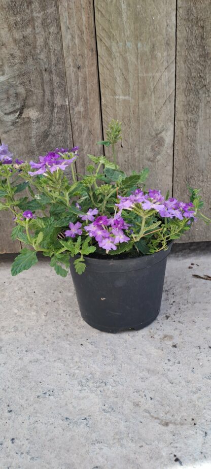 VERBENA PERUVIANA Vervain - Firehouse Lavender 15cm