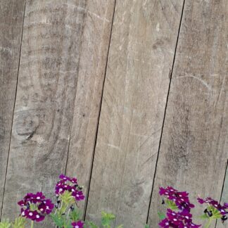 VERBENA PERUVIANA Vervain - Firehouse Violet Wink 15cm