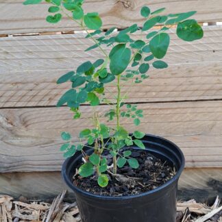 Moringa Oleifera