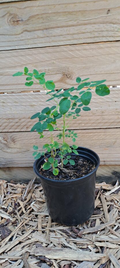 Moringa Oleifera