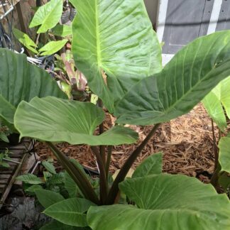 Elephant Ear