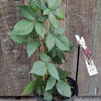 Rossoblack Prime Thornless Double Cropping Blackberry 17cm