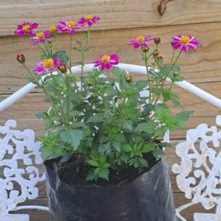 Pink Bidens Aequisquama