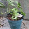 Syngonium Pink