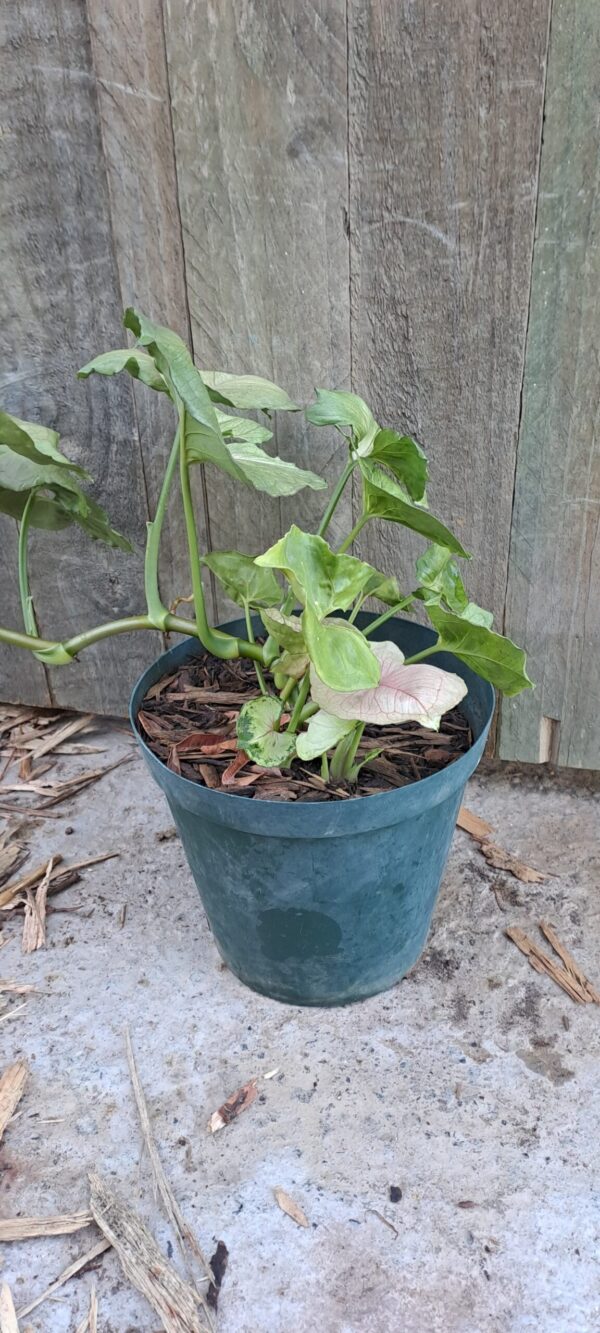 Syngonium Pink