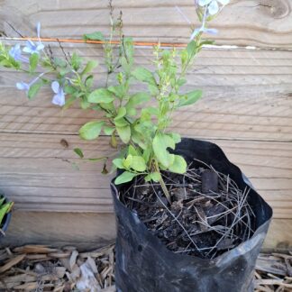 Plumbago Blue 15cm