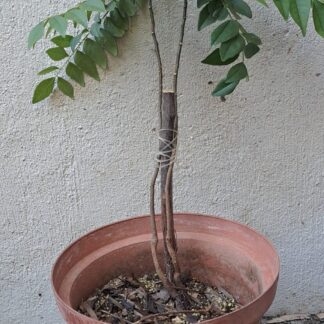 Curry Leaf Tree 17cm
