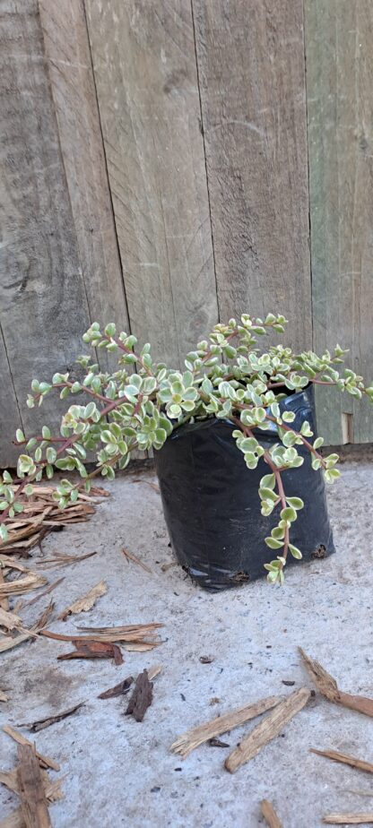 PORTULACARIA AFRA Spekboom - Follis Variegata 2,5L
