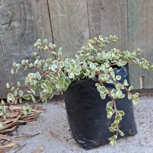 JPEG_20250424_091813_2528716362778794489-scaled.jpg PORTULACARIA AFRA Spekboom - Follis Variegata 2,5L