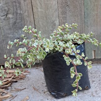 PORTULACARIA AFRA Spekboom - Follis Variegata 2,5L