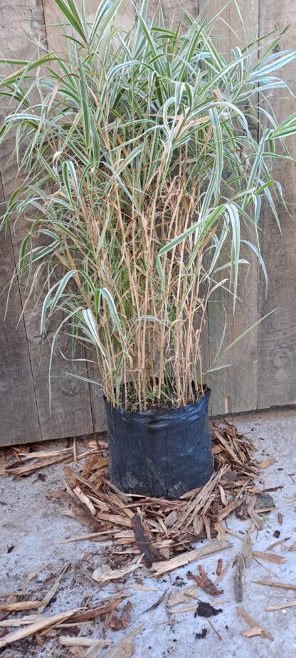 PHALARIS ARUNDINACEA Ribbon Grass - Strawberries & Cream 3L