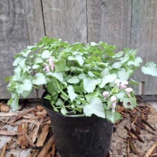 Lamium Maculatum Pink Pewter