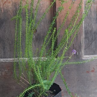 SELAGO VILLICAULIS – Purple Turtle 2,5L