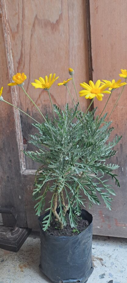 EURYOPS PECTINATUS Golden Daisy Bush 3L