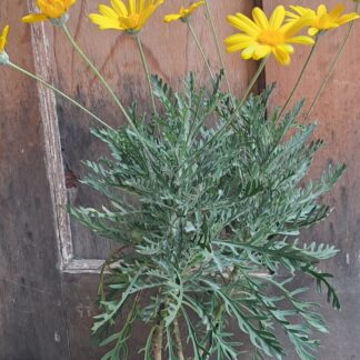 EURYOPS PECTINATUS Golden Daisy Bush 3L