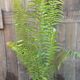 Sword Fern