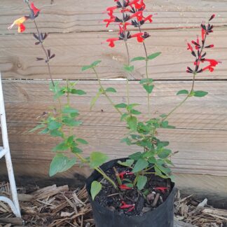 Salvia Gesneriiflora