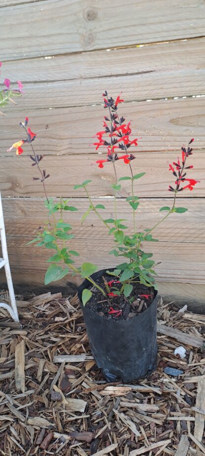 Salvia Gesneriiflora