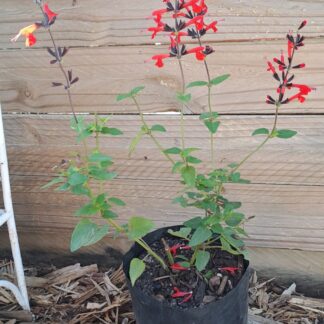 Salvia Gesneriiflora