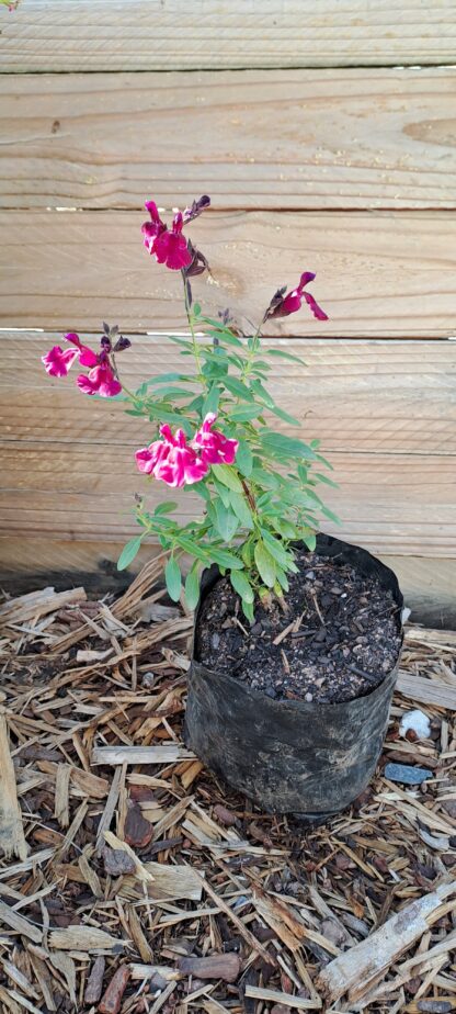 Salvia Greggii