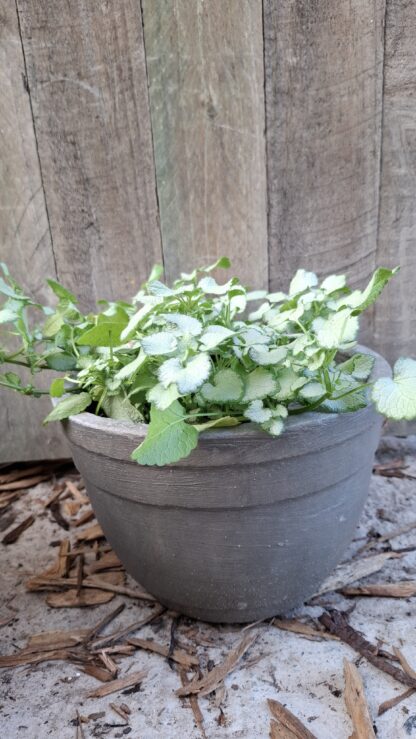 Small Cement Pot 2 - Image 2