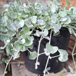 DICHONDRA ARGENTEA Dichondra – Silver Falls 15cm