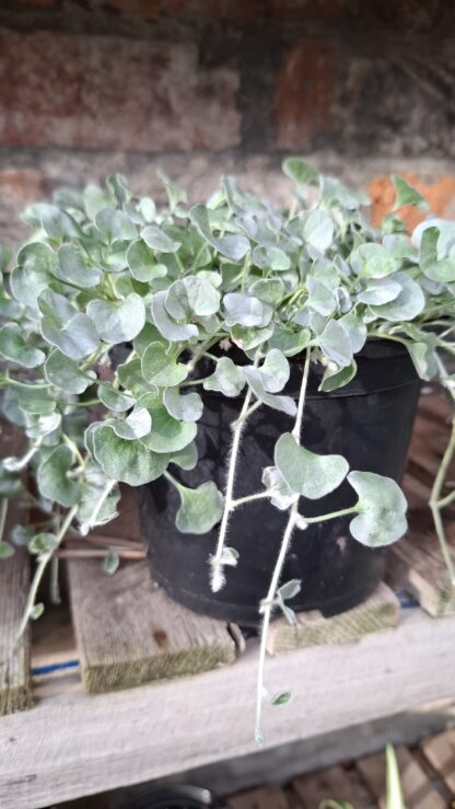 DICHONDRA ARGENTEA Dichondra - Silver Falls 15cm