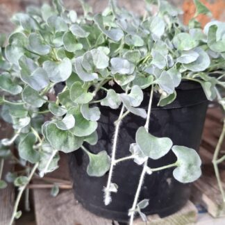 DICHONDRA ARGENTEA Dichondra - Silver Falls 15cm