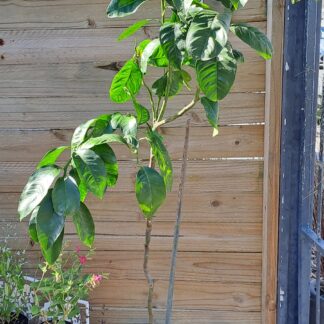 Bergamot Addo