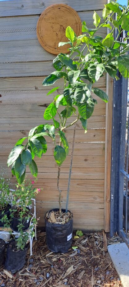 Bergamot Addo