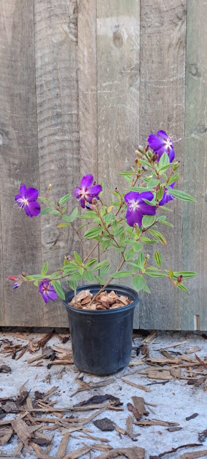 Tibouchina Urvilleana