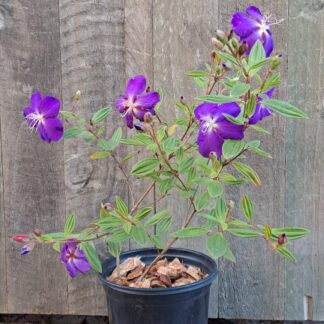 Tibouchina Urvilleana