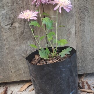Chrysanthemum