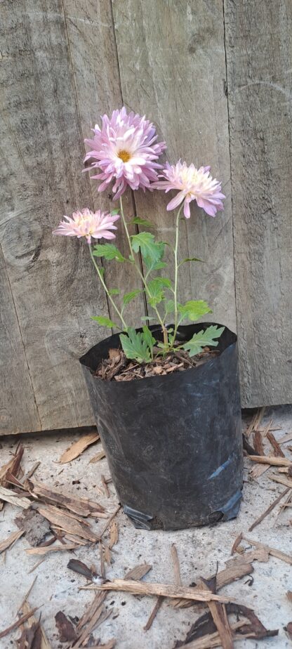 Chrysanthemum