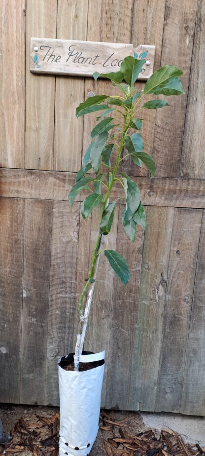 Pinkerton Avocado